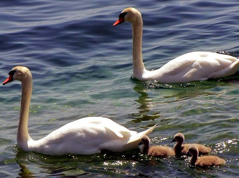 Cygne blanc dans la lagune de Venise