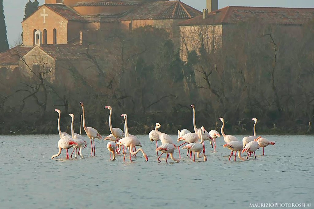 Flamants roses Lagune de Venise