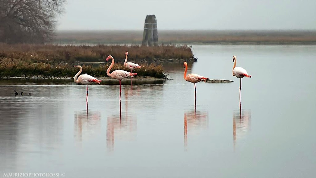 flamants dans la lagune vénitienne