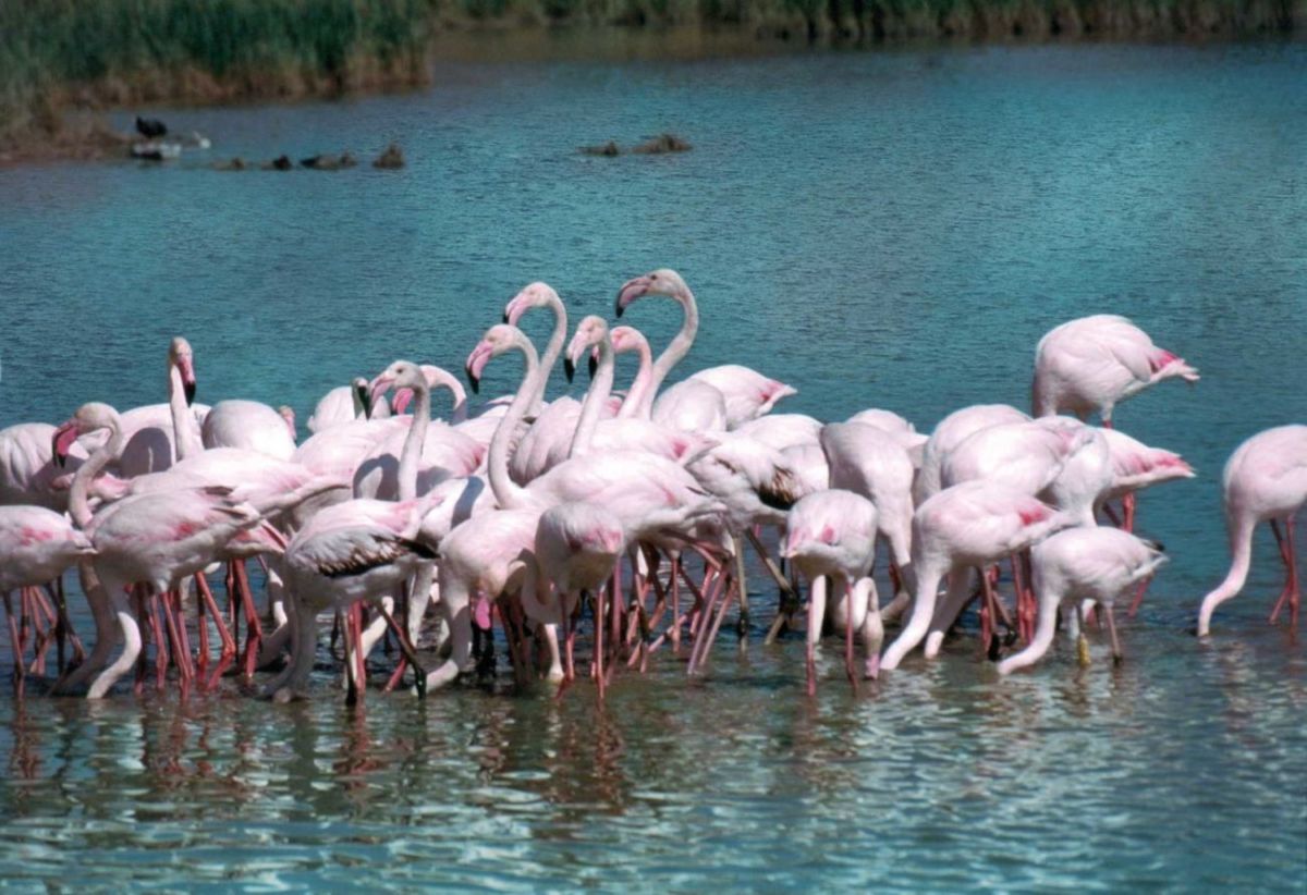 Pink flamingos Po Delta