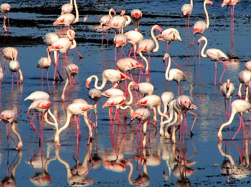 groupe de flamants roses dans le lagon
