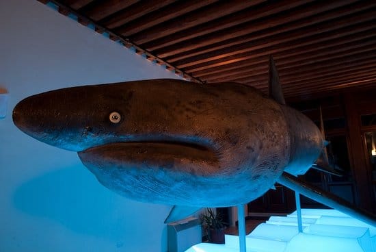 Basking shark Olivia Museum of Adriatic Zoology Chioggia