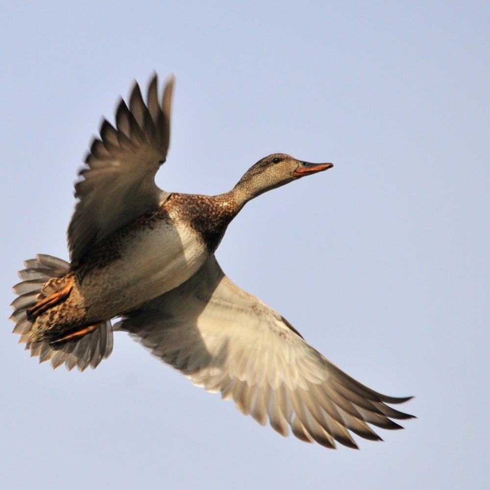 Duck in flight in the sky