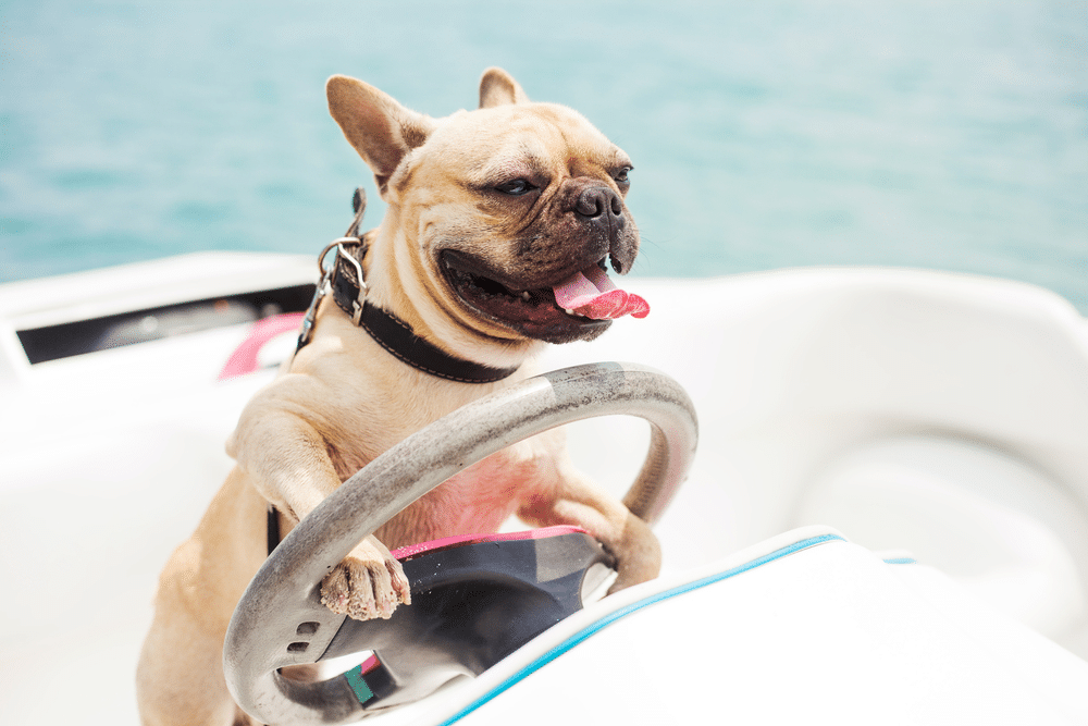 Hund Bootsführer Ruder Lustige Entspannung