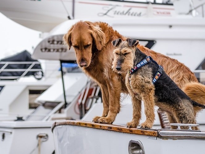 brown dogs on a white boat on a leash