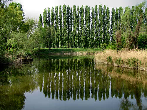 Alzaie del Sile à Trévise arbres dans la nature