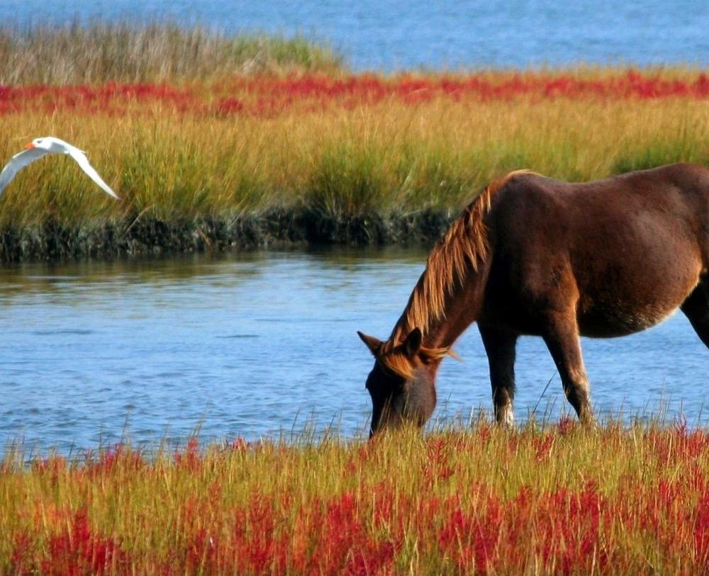 Delta du Pô à cheval
