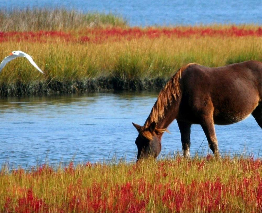 Delta del Po a cavallo