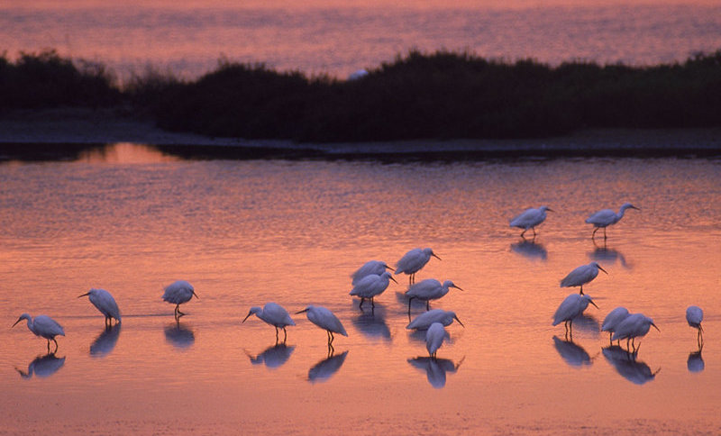 Garzette sul Delta del Po al tramonto