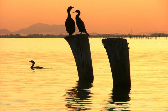 Venetian Lagoon cormorants mooring posts