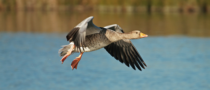 Marano lagunare fauna oca grigia in volo