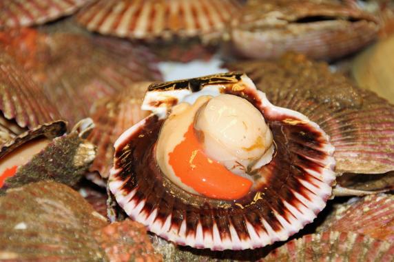 scallop typical product of the Venetian lagoon